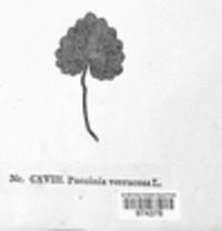 Puccinia arenariae image